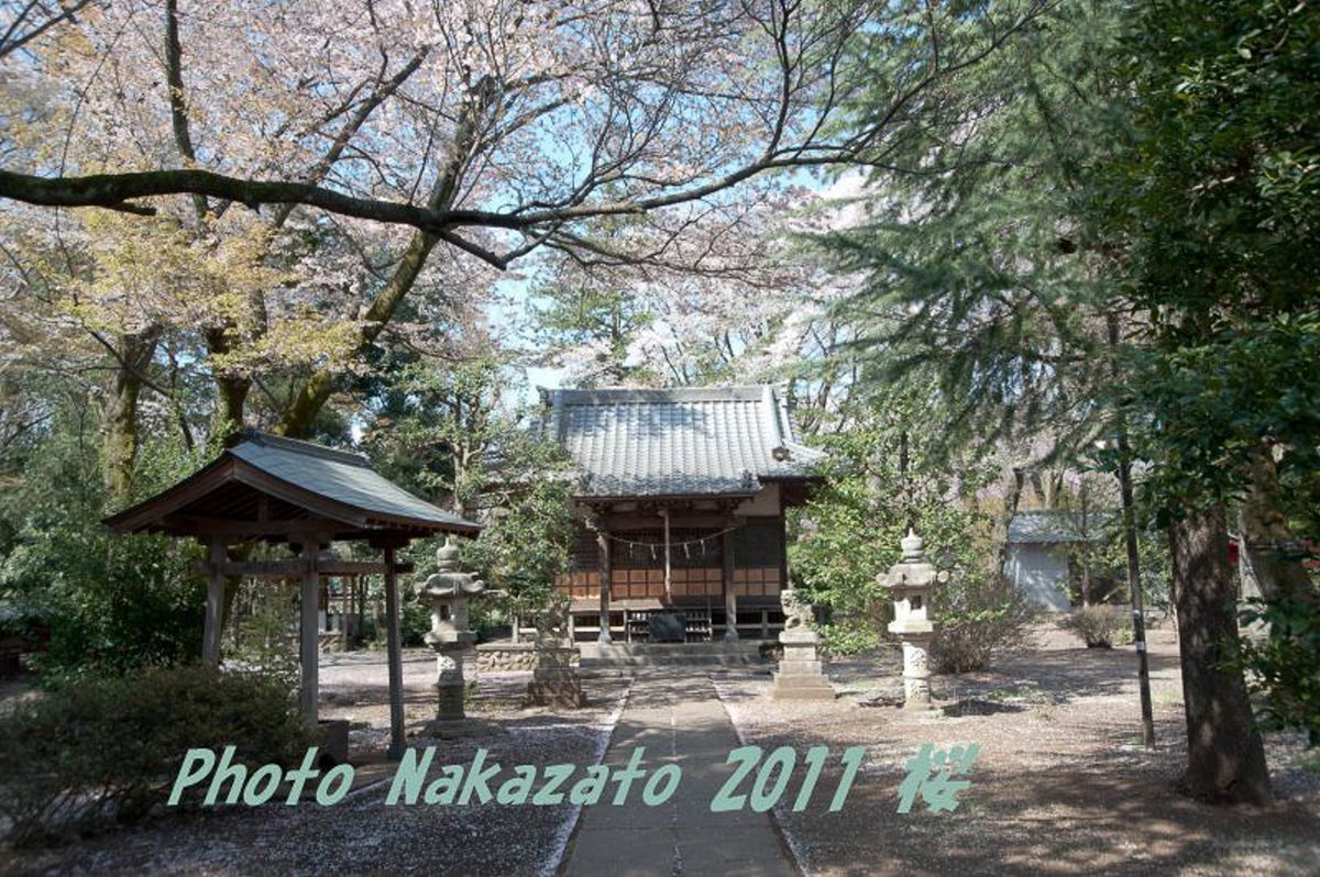 神明社の桜